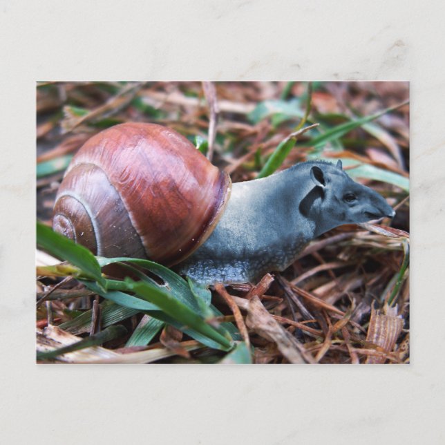 Carte postale Tapisnail (Devant)