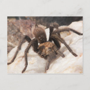 Carte Postale Tarantula