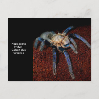 Carte Postale Tarantula