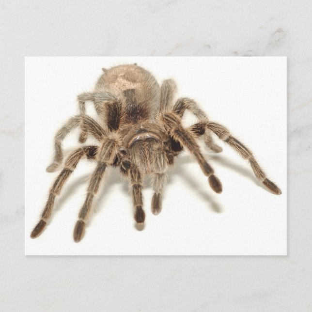 Carte Postale Tarantula (Devant)