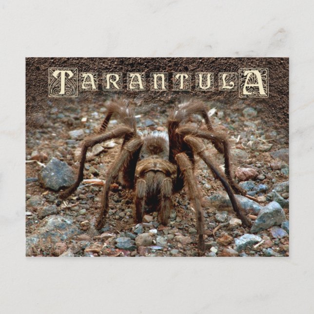 Carte Postale Tarantula (Devant)