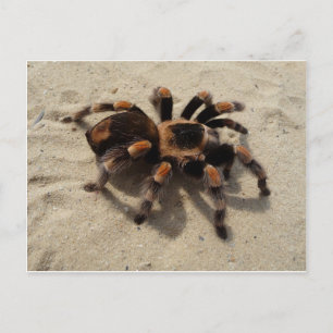 Carte Postale Tarantula brachypelma rouge genou toxique