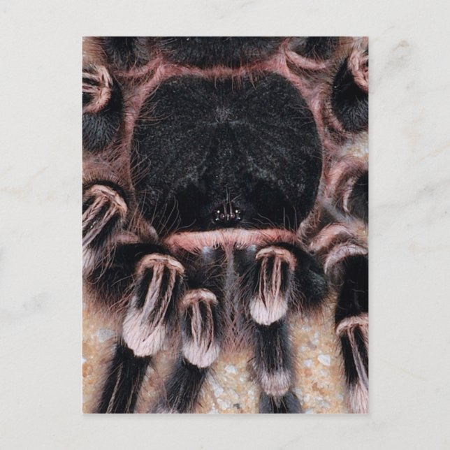 Carte Postale Tarantula du genou blanc (Devant)