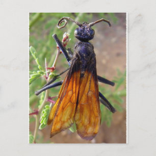 Carte Postale Tarantula Hawk