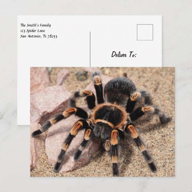 Carte Postale Tarantula Spider du genou rouge mexicain (Devant / Derrière)