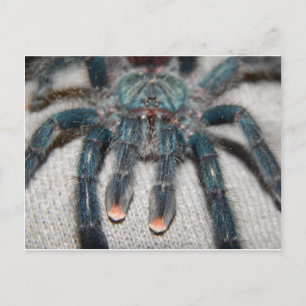 Carte Postale tarantule bleue