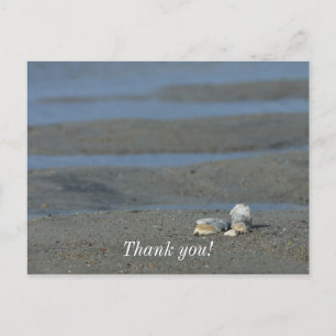 Carte Postale Tas de coquillages