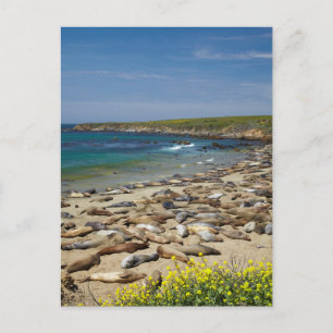 Carte Postale Tas de éléphants de mer