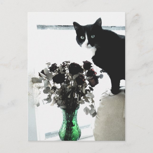 Carte Postale Tasha le chat Tuxedo (Devant)