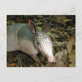 Carte Postale Tatou de bébé