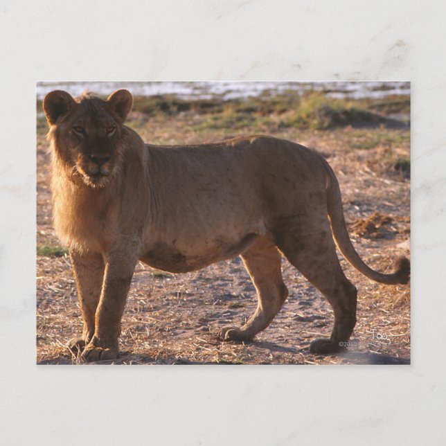 Carte Postale Tau, Lion, Photo (Devant)