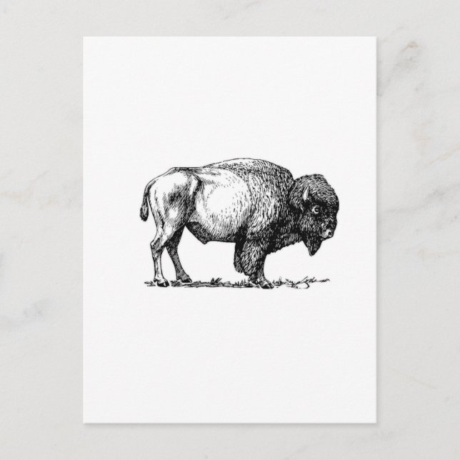 Carte Postale taureau de buffle (Devant)