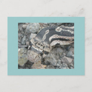 Carte Postale Taureau (Pituophis catenifer sayi)
