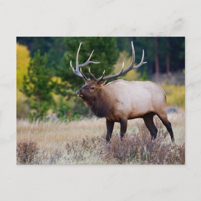 Carte Postale Taureau & Trembles | Parc national de Rocky Mounta (Devant)
