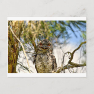 CARTE POSTALE TAWNY FROGMOUTH RURAL QUEENSLAND AUSTRALIE