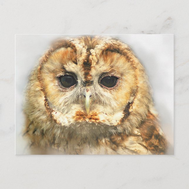 Carte Postale Tawny Owl (Devant)