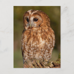 Carte Postale Tawny Owl (Strix aluco)