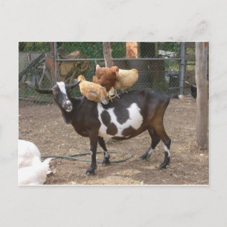 Carte Postale Taxi de chèvre