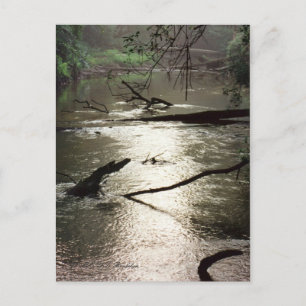 Carte postale Tchefuncte Glimmer