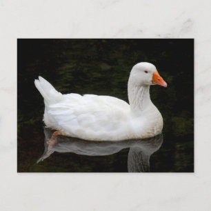 Carte Postale Tchèque Oie. Lac Roath Park, Cardiff, Pays de Gall