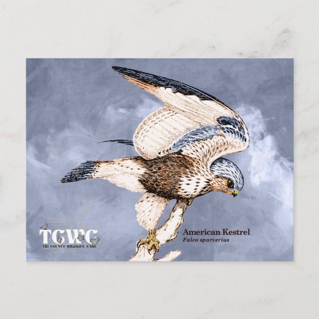 Carte Postale TCWC - American Kestrel Illustration avec logo (Devant)