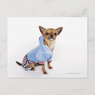 Carte Postale Teacup Chihuahua