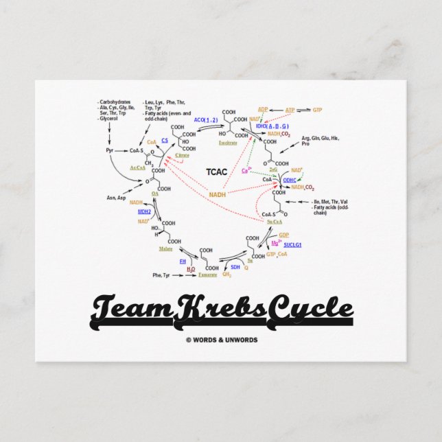Carte Postale Team Krebs Cycle (Citric Acid Cycle - TCAC) (Devant)