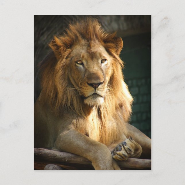 Carte Postale TecBoy - Lion (Vertical) (Devant)