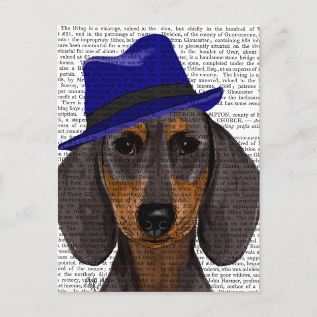 Carte Postale Teckel avec Trilby bleu (Devant)