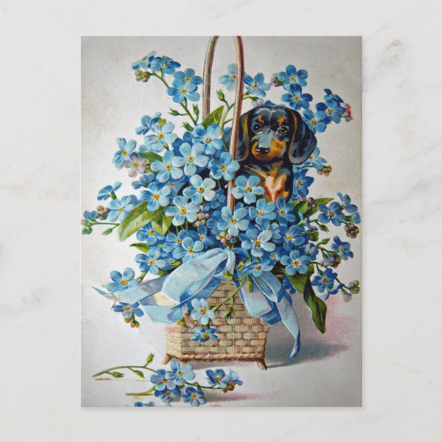Carte Postale Teckel et myosotis des marais (Devant)