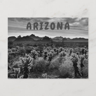 Carte Postale Teddy Bear Cholla Cactus Plante du désert