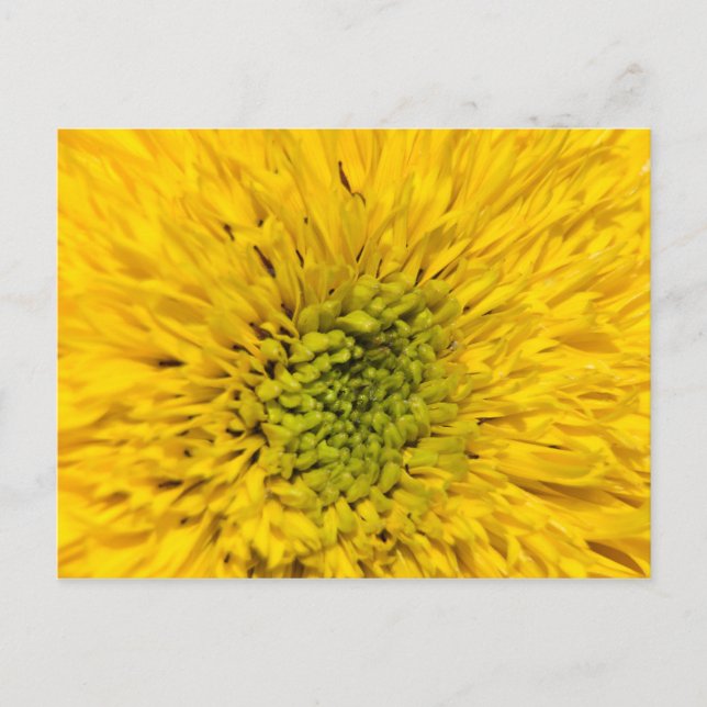 Carte Postale Teddy Bear Sunflower (Devant)
