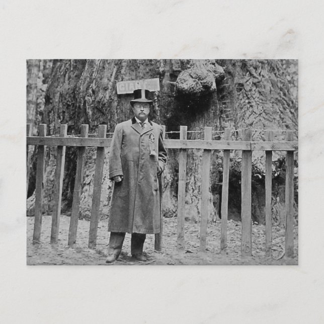 Carte Postale Teddy Roosevelt au Big Tree Grove Père Noël Cruz (Devant)