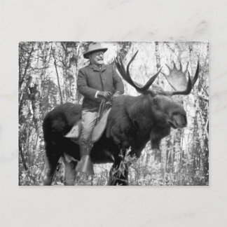 Carte Postale Teddy Roosevelt montant un orignal de Taureau