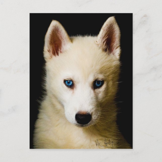 Carte Postale Tehya - Sibérien Husky (Devant)