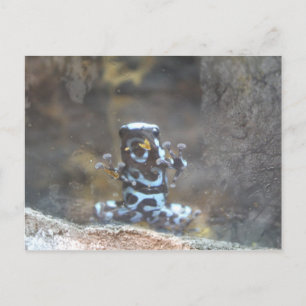 Carte Postale Teinture Poison Grenouille