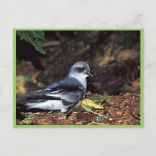 Carte Postale Tempête à queue fourche Petrel, St.