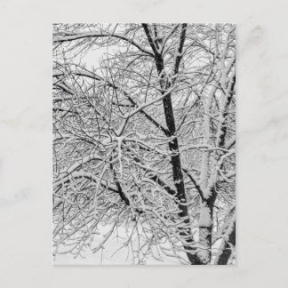 Carte Postale Tempête de blizzard hivernal Photographie d'arbre 
