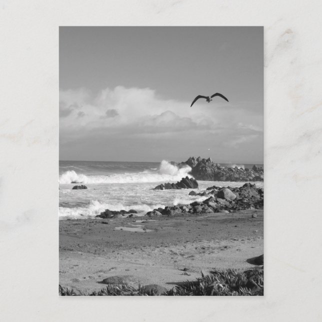 Carte Postale Tempête de Grove du Pacifique en noir et blanc (Devant)
