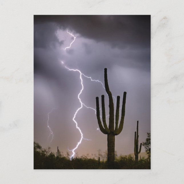 Carte Postale Tempête de la mousson du désert de Sonoran (Devant)