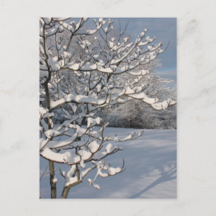 Carte Postale Tempête d'hiver