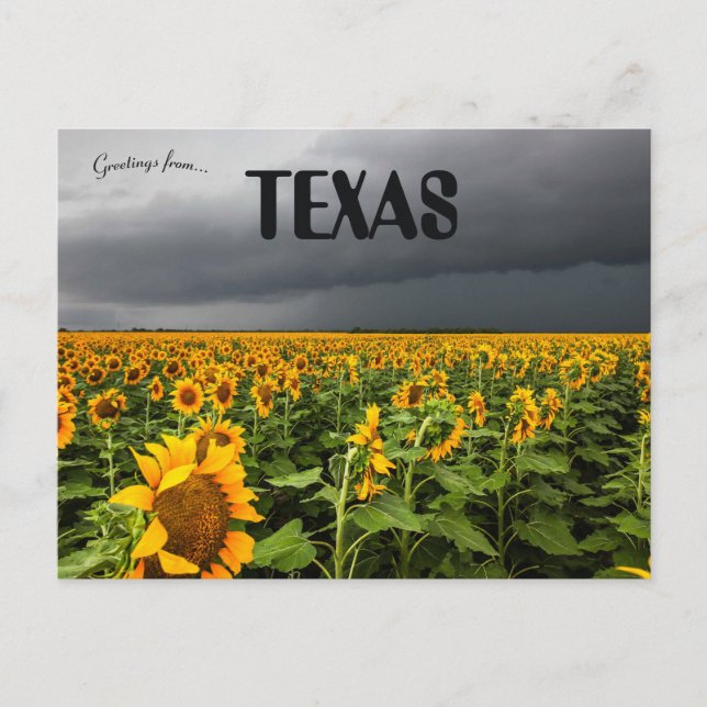 Carte Postale Tempête qui brasse sur un champ de tournesols au T (Devant)