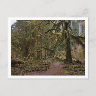 Carte Postale Temple des mousses à Hoh Rainforest