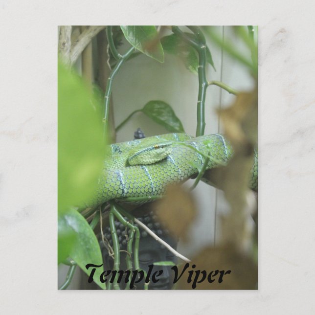 Carte Postale Temple Viper (Devant)