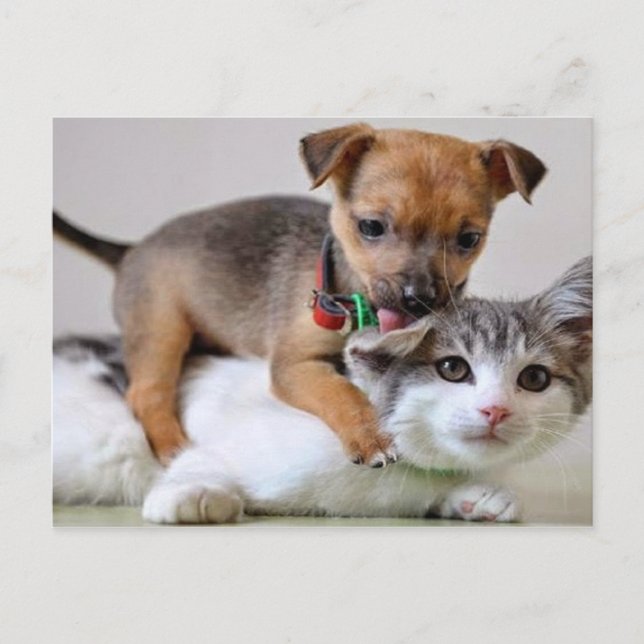 Carte postale - Temps de lavage! (Devant)