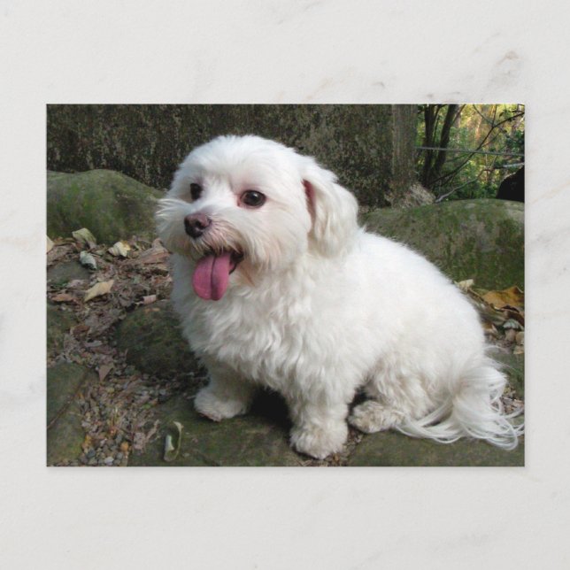 Carte Postale Temps de pause (Devant)