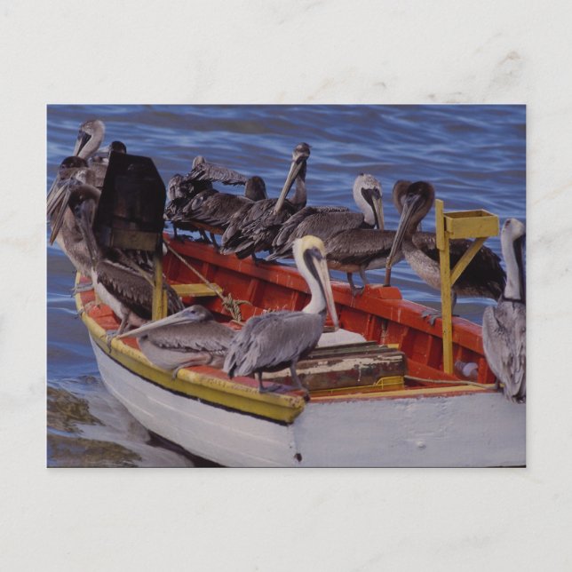 Carte Postale Temps de repos, Venezuela (Devant)