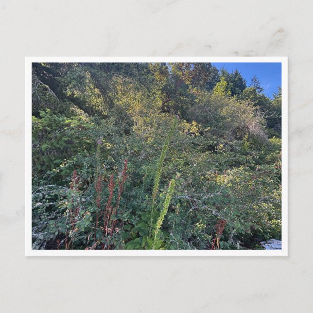 Carte Postale Temps parfait (Devant)