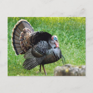 Carte postale Temps Turquie