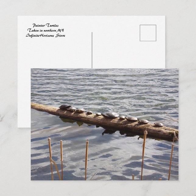 Carte Postale Ten Turtles Sunning on Log Postcard (Devant / Derrière)